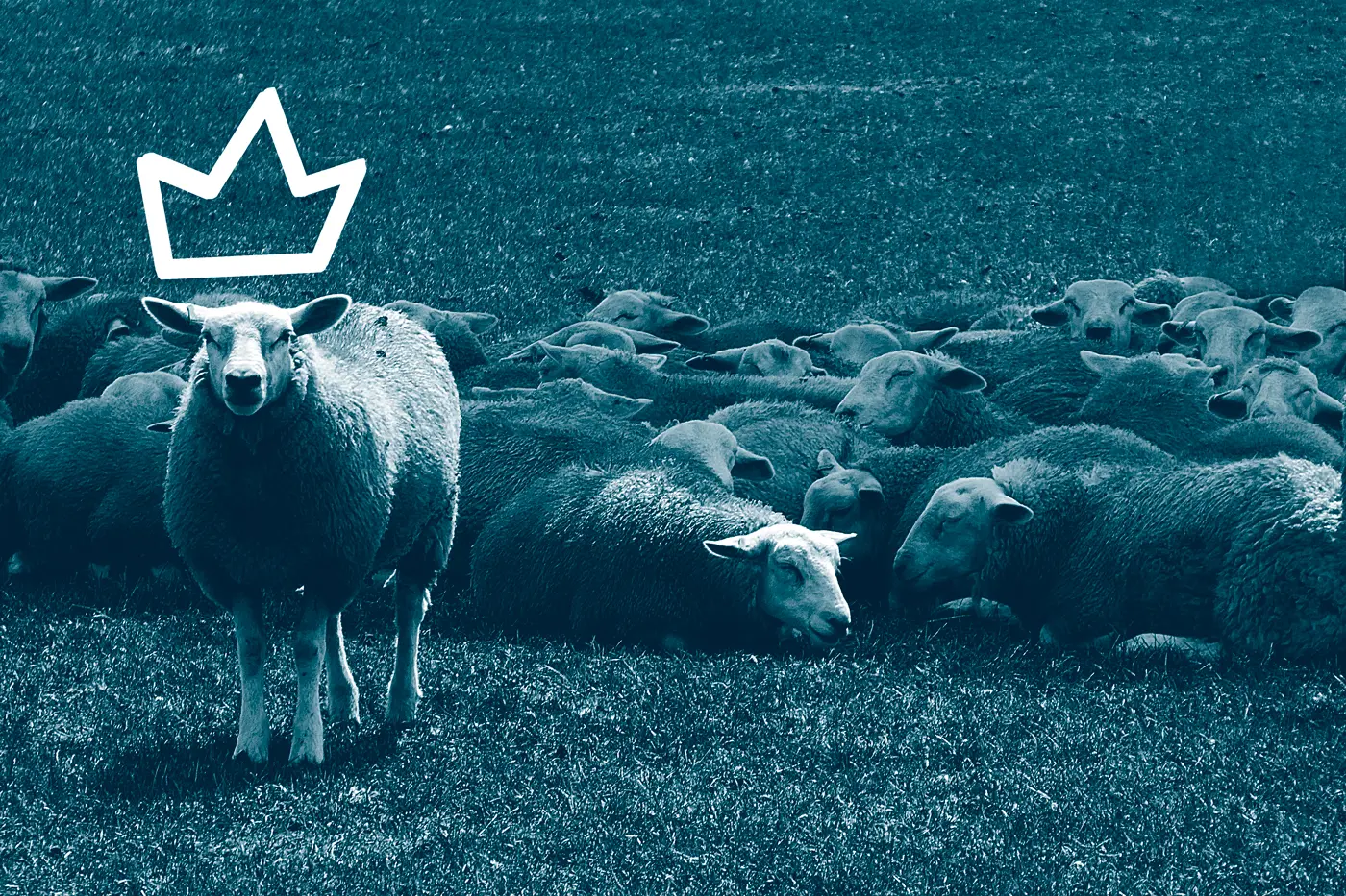 Flock of sheep with one and a crown hovering its head. This is Fricking Website.