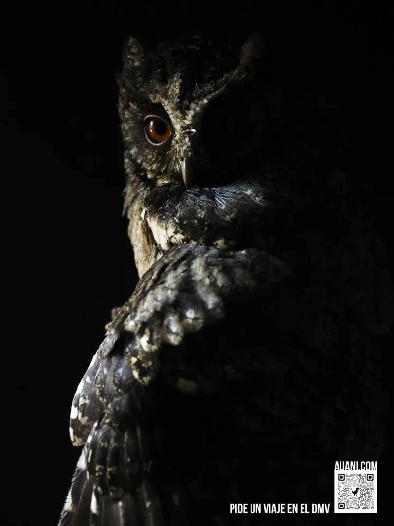 Auani QR code marketing collateral.